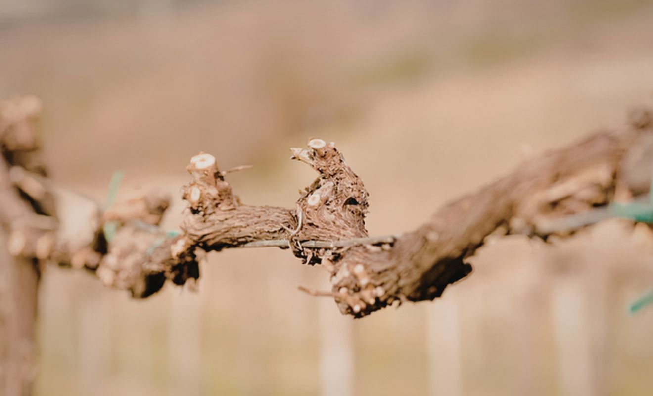 Řez vinné révy: tipy pro bohatou úrodu