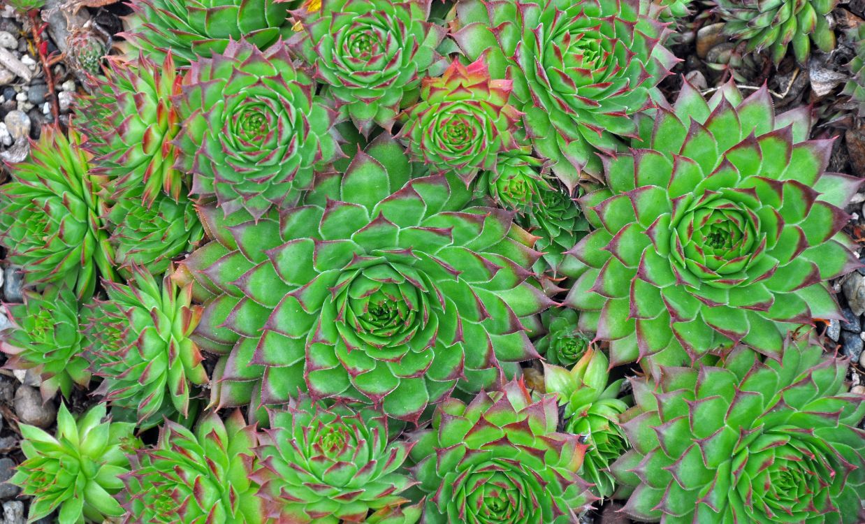 Netřesk (Sempervivum) – klasika skalky