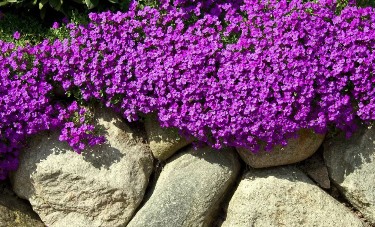 Tařička (Aubrieta) – barevný květinový koberec na jaře