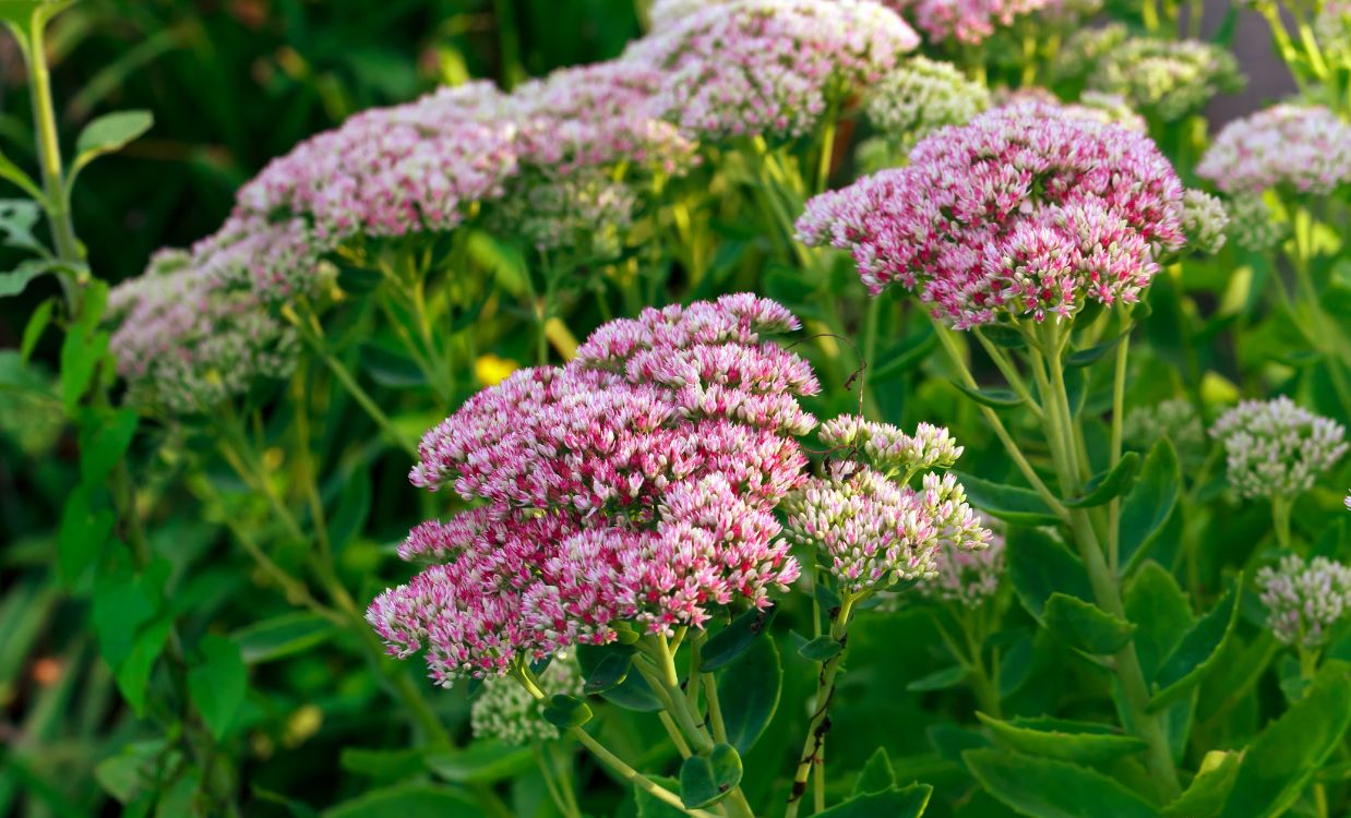 Rozchodník (Sedum) – dlouho kvetoucí, odolná krása