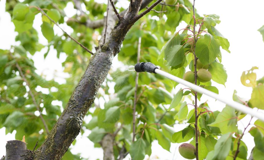 Kalendář postřiků ovocných stromů – tak bude vaše zahrada zdravá po celý rok